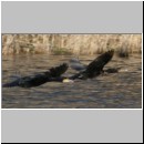 Phalacrocorax carbo - Kormoran 07.jpg